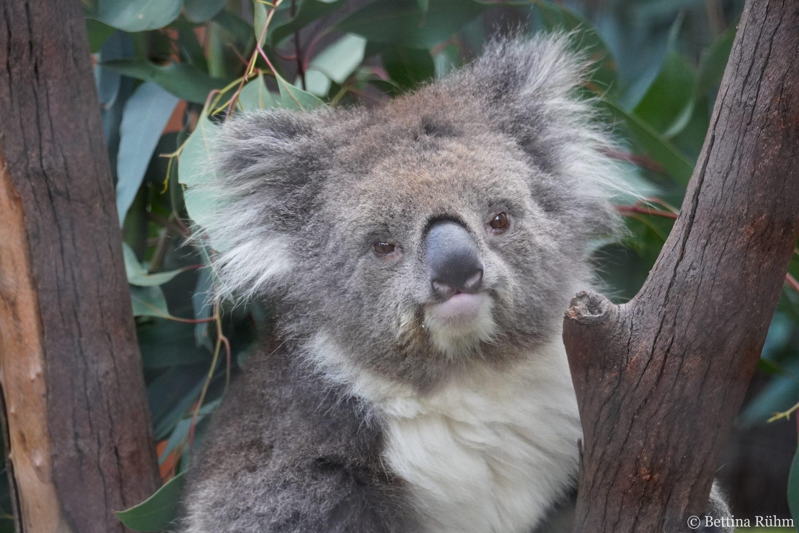 Koala